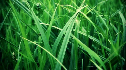 Summer grass Stock Footage 6660729