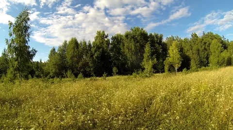 Summer grass Stock Footage