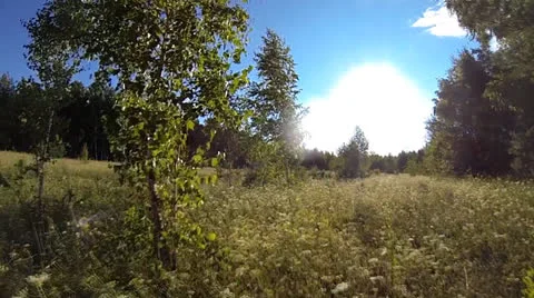 Summer grass Stock Footage 26546163