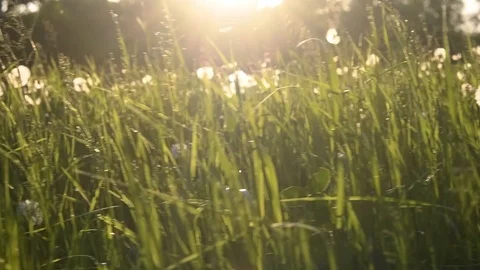 Summer grass Stock Footage 90483428