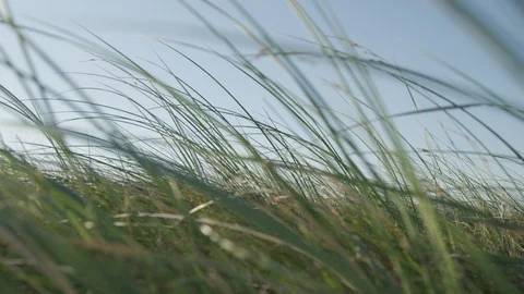 Summer grass Stock Footage 101885862