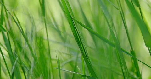 Summer grass Stock Footage 132363244