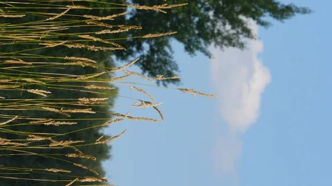 Summer Grass Forest Against The Sky With Clouds Vertical Stock Footage 93394592