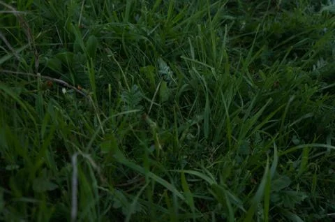 Summer grass green Stockfoto's