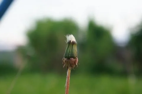 Summer grass green Stockfoto's