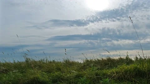 Summer Grass Moving In The Wind Stock Footage 161646520