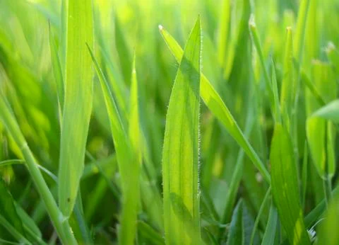 Summer grass Foto stock