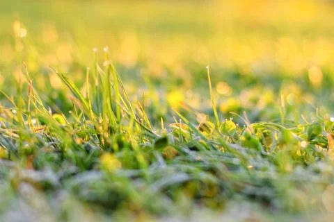 Summer grass Stock-Fotos