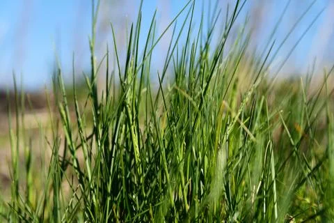 Summer grass Stock Photos
