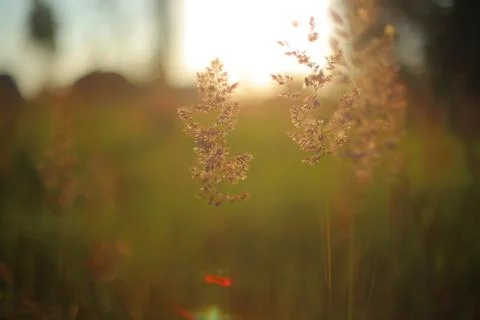 Summer grass 스톡 사진