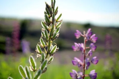 Summer grass Stock Photos