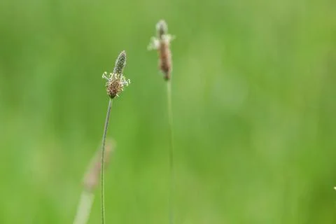 Summer grass Foto stock