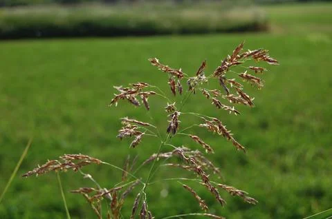 Summer grass Foto stock