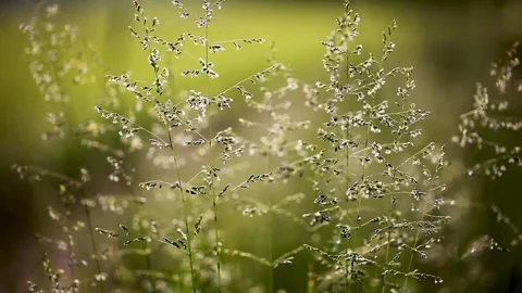 Summer grass in sunlight 스톡 동영상 341831028