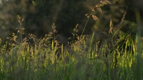 Summer grass at sunset in the field Stock Footage 132341789