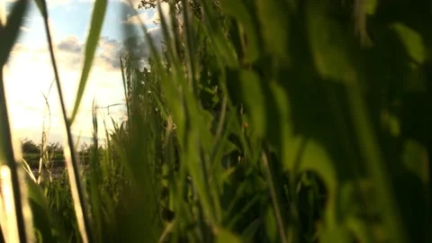Summer grass at sunset in the field Stockbeeldmateriaal 132342481