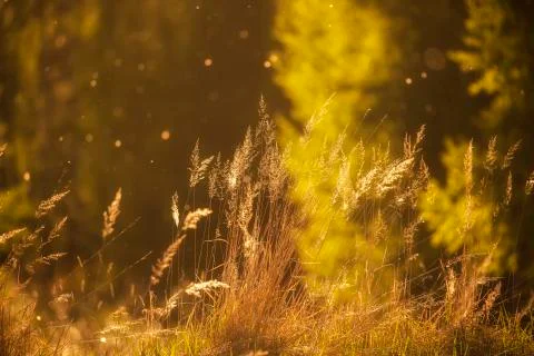 Summer grass in the sunset lights Stock Photos