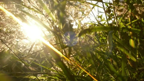 Summer grass at sunset. warm Stock Footage 279003709