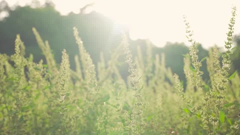 Summer grass swaying gently in the warm golden backlight of a sunny meadow Stock Footage 342332216