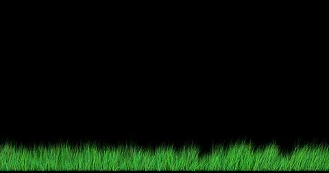Summer grass sways in the wind. Seamless looping (loop). Transparent background Video stock 106704801