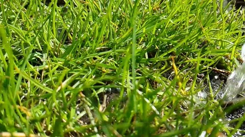 Summer grass water, slow-motion shooting, drops Stock Footage 88589427