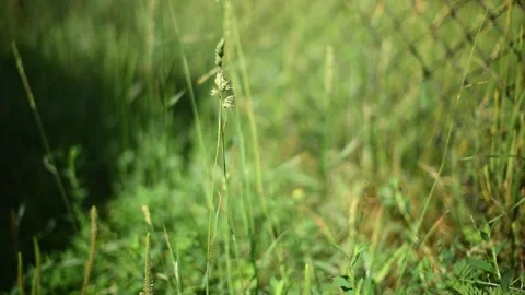 Summer grass waving from wind, video. Nature Stock Footage 244810018