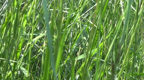 Summer Grass At Wind and Sun - 01- Close Up 動画素材 51323685