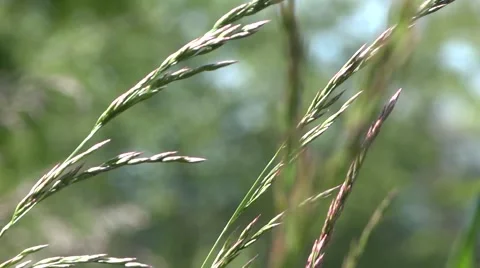 Summer Grass At Wind and Sun - 02 - Close Up 動画素材 51323876