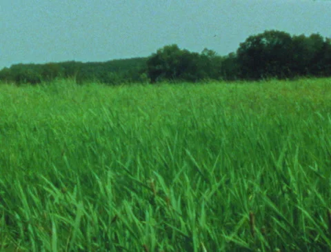 Summer grasses blowing in the wind in the hills, retro, vintage, Super 8 film Stock Footage 280492063