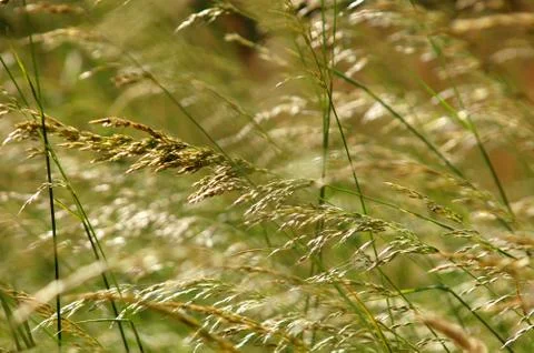 Summer grasses Stock Photos