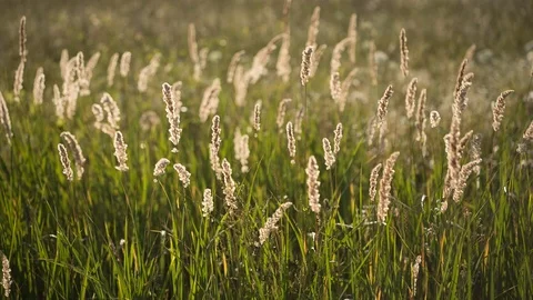 Summer grasslands. Stock Footage 97760709