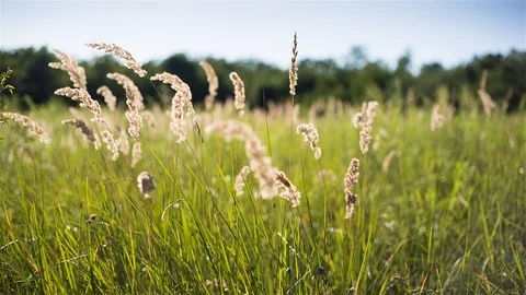 Summer grasslands. Stock Footage 97760994