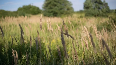 Summer grasslands. Stock Footage 97761007