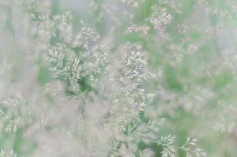 Summer green background Stock Photos
