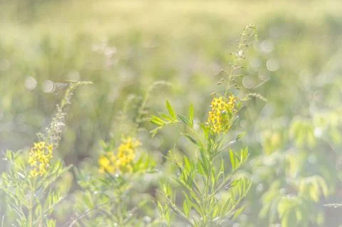 Summer green background Stock Photos