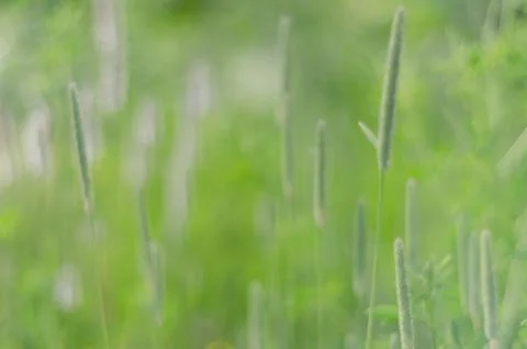 Summer green background Stock Photos