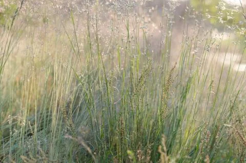 Summer green background Stock Photos