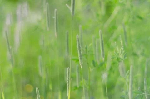 Summer green background Stock Photos