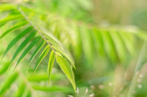 Summer green background Stock Photos