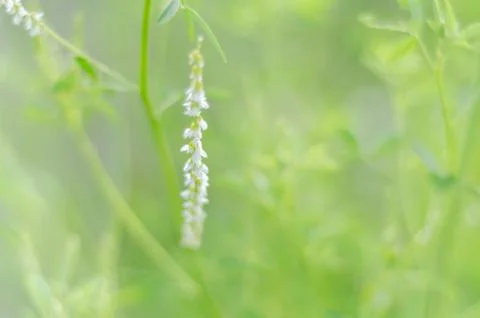 Summer green background Stock Photos