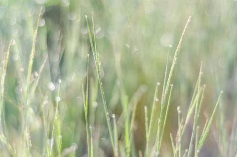 Summer green background Stock Photos