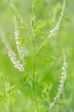 Summer green background Stock Photos