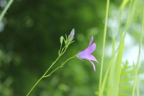 Summer green background Foto stock
