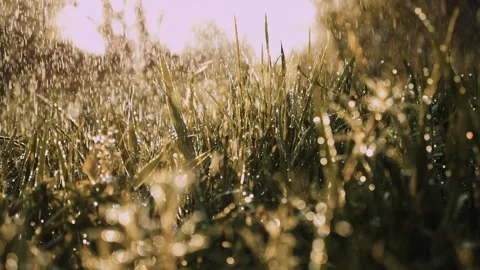 Summer green beautiful grass dripping heavy rain. summer rainy season. Green Stock Footage 240830427
