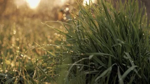 Summer green beautiful grass dripping heavy rain. summer rainy season. Green Stock Footage 242391468