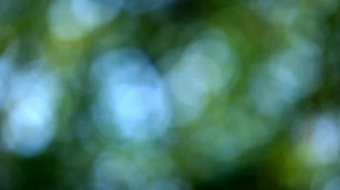 Summer green defocused background Stock Footage
