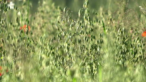 Summer, green field Stock Footage 87974704