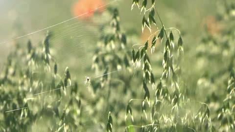 Summer, green field Vídeos de archivo 87975878
