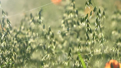 Summer, green field Stock Footage 87976938