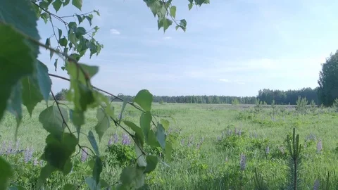 Summer green field Stock Footage 113828052